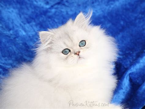 Baby Doll Persian Kittens