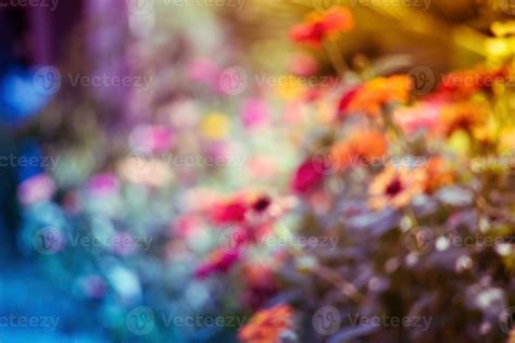 Blurred colorful flowers background.blurry flowers in a summer garden 23584575 Stock Photo at ...