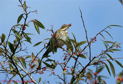 Redwing feeding photo WP09137