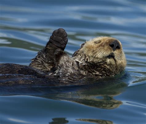 Alaska | Sea otter in Katmai National Park. | Richard McManus | Flickr