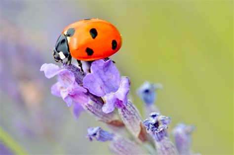 Lovely Ladybugs – The Free Weekly