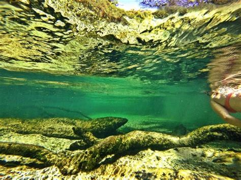 Snorkeling The Florida Blue Springs State Park Blue Springs State Park ...