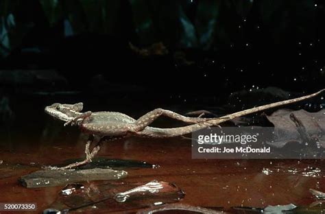 670 Common Basilisk Stock Photos, High-Res Pictures, and Images - Getty ...