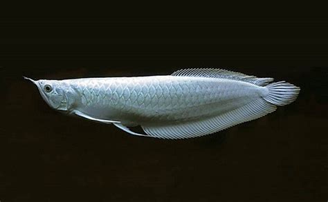 How Much Do I Feed My Arowana - Hogan Damitish77