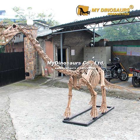 Diplodocus Skeleton | My Dinosaurs