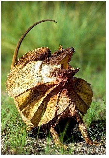 Frilled Lizard Facts: Learn About This Interesting Australian Lizard