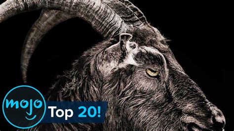 Top 20 Terrifying Horror Movie Animals - Sophisticated Bitch