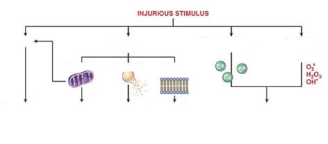 Cell Death, Autolysis, Necrosis Flashcards | Quizlet