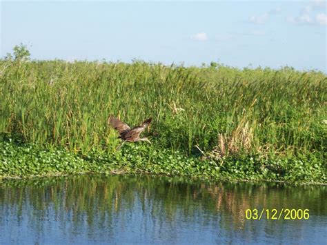 Lake Okeechobee Wildlife Pictures & Sightseeing