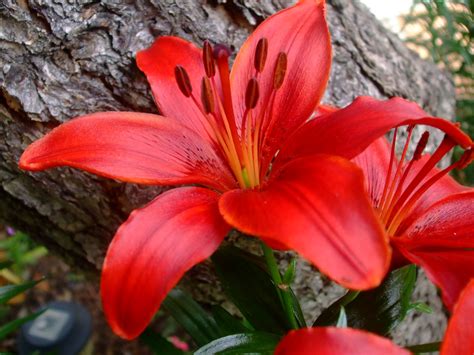 Red Lily Flowers wallpaper | 1600x1200 | #23500