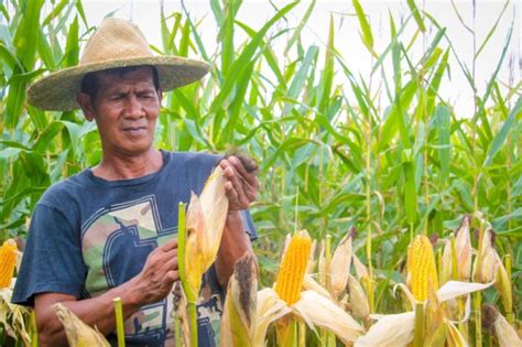 Bio-fertilizer use eyed to aid corn farmers | Inquirer Business