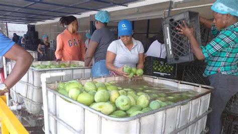 Productores banilejos de mangos y aguacates temen llegada de plagas peligrosas al país ...