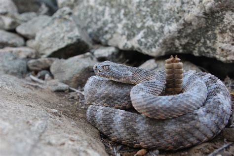 What is a Tiger Rattlesnake (Crotalus tigris) | Southwest Explorers