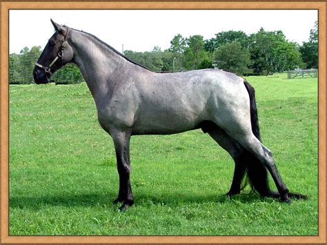 Black Roan. The common slang term for this color is blue roan. This is a black horse with at ...