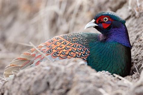 Japanese Pheasant（Japan's national bird）キジ | キジ, ペットの鳥, 美しい鳥