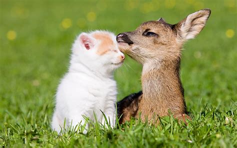 Cat Fawn Friendship wallpaper | 1920x1200 | #12060