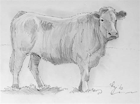 Cow Pencil Drawing Images Hd : 12,934,693 likes · 181,386 talking about ...