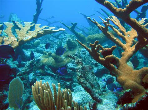 Marine Biome Coral Reef