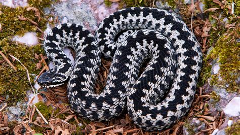 Adder (Vipera berus) - British Reptiles - Woodland Trust