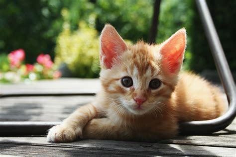 File:Red Kitten 01.jpg - Wikipedia