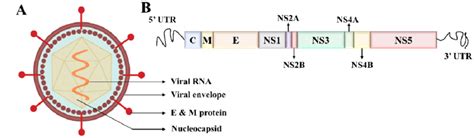 Structure of the dengue virus and evolution. (A) Dengue virus is ...