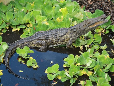 Nile Crocodiles Found Near Miami, Researchers Confirm : The Two-Way : NPR