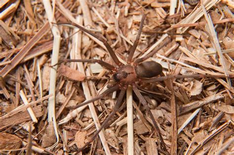 Brown Recluse Infestation in Tennessee