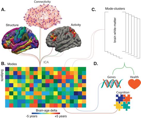 Imaging: The many facets of brain aging | eLife