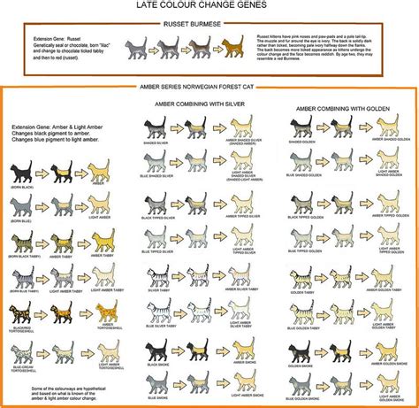 Amber & Russet (Colour Change) Chart | Cat colors, Cat facts text, Genetics