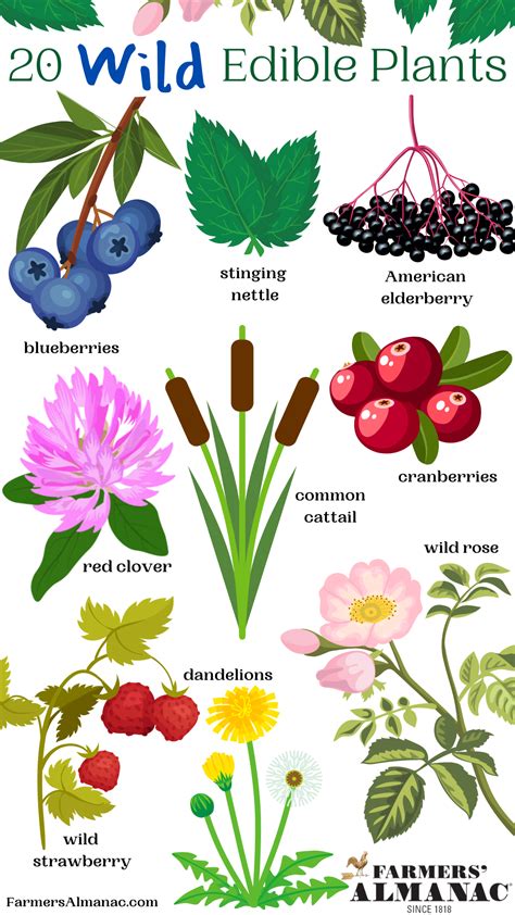 20 wild edible plants – Artofit