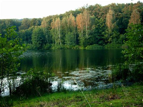 Forest lake in summer | Hirschborn pond near Bad Soden-Salmu… | Flickr