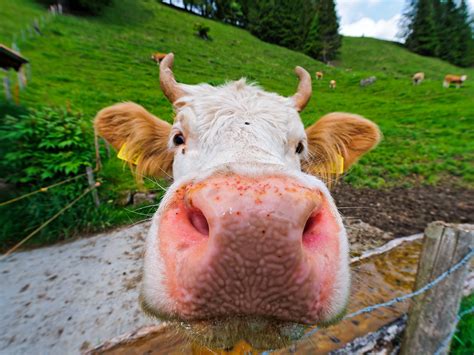 Moooooooooo! | During our walk, we met this cow. I took a pi… | Flickr