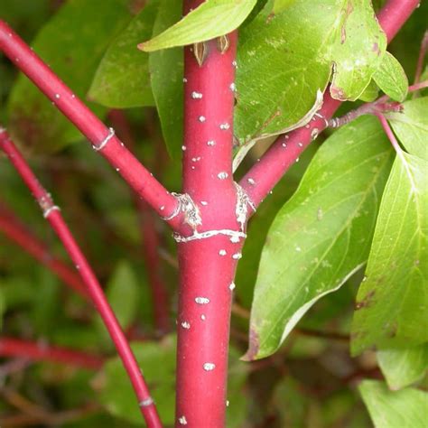 Red Osier Dogwood Tree For Sale - 1-2ft Bareroot Seedling