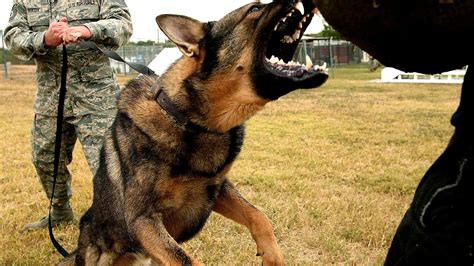 German Shepherd Attack Dog - German Choices