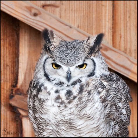 Grumpy Owl | Absolutely no friend of Grumpy Cat ;-) @Dragonh… | Flickr
