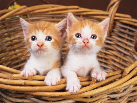 Fondos de pantalla : Gatitos, Pareja, acecho 1600x1200 - CoolWallpapers - 1021132 - Fondos de ...