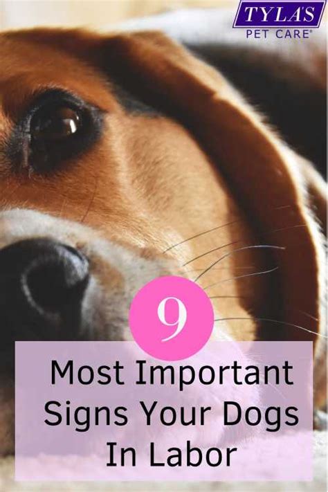 9 Most Important Signs Your Dogs in Labor