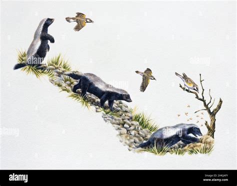 Honeyguide leading honey badger to bees' nest, illustration Stock Photo - Alamy