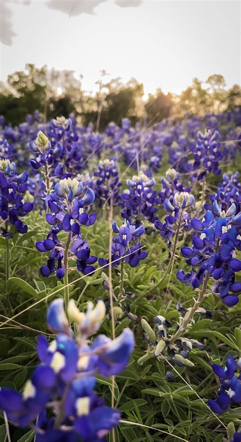 Bluebonnets 2022 on Behance