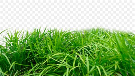 Green Grass Plants PNG Transparent, Grass Realistic Green Plants Nature, Grass, Realistic, Level ...