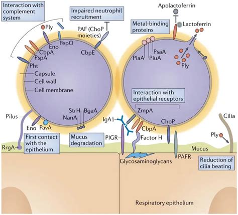 Streptococcus pneumoniae - Habitat, Morphology, Genomes - Biology Notes Online