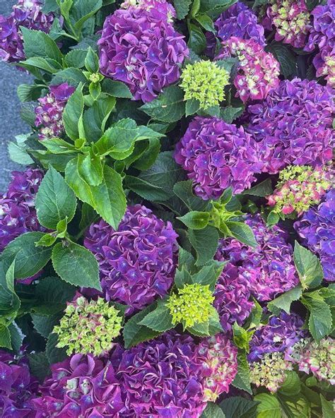 17 Best Types of Purple Hydrangea Varieties