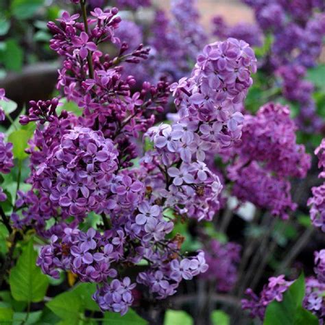 Find more Syringa varieties here | Healthy garden, Syringa, Plants