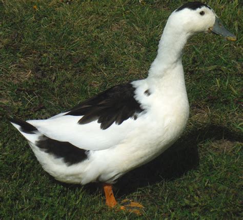 Magpie Duck: Origin, Characteristics, Uses