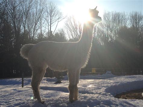 Alpaca photos — East Coast Alpacas