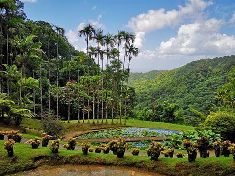 Jardin de Balata (Fort-de-France) - 2019 All You Need to Know Before ...