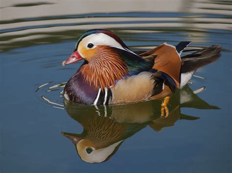 Mandarin Duck | Alexandria Zoo