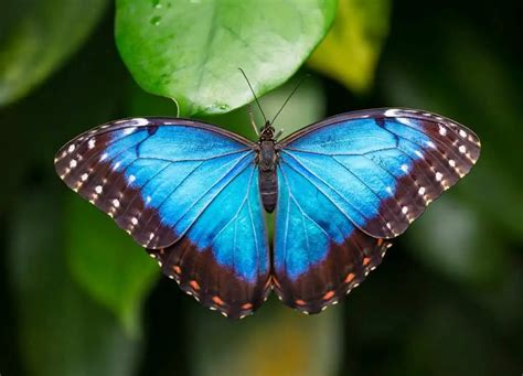 Top 10 Most Beautiful Butterflies In The World | World's Top Insider