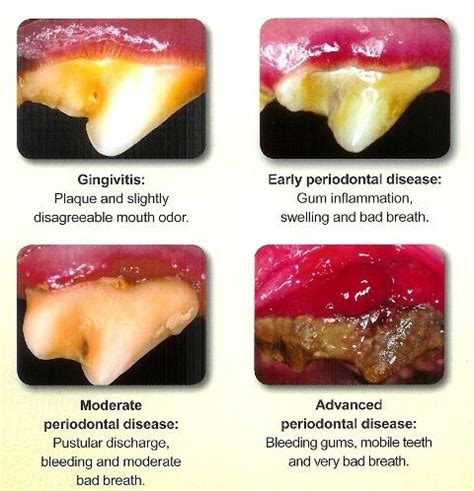 Dental disease in dogs - a pictorial guide | Happy and Healthy Pets | Dental health, Dental, Gum ...