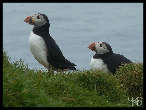 Faroe Islands - Puffins - Traveling Rockhopper